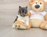9 week old Pomeranian Puppy For Sale - Seaside Pups