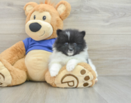 9 week old Pomeranian Puppy For Sale - Seaside Pups