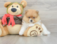 7 week old Pomeranian Puppy For Sale - Seaside Pups
