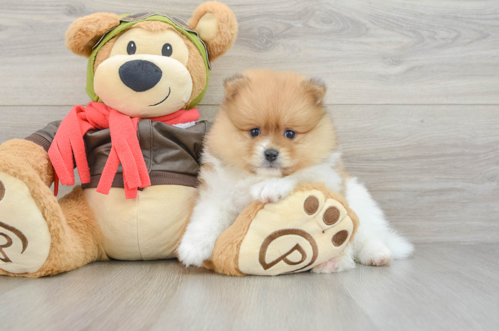 6 week old Pomeranian Puppy For Sale - Seaside Pups