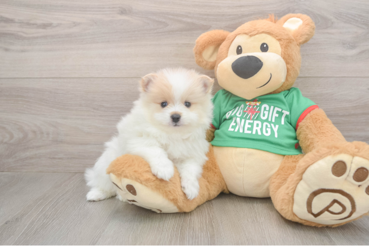 Adorable Pom Dog Purebred Puppy