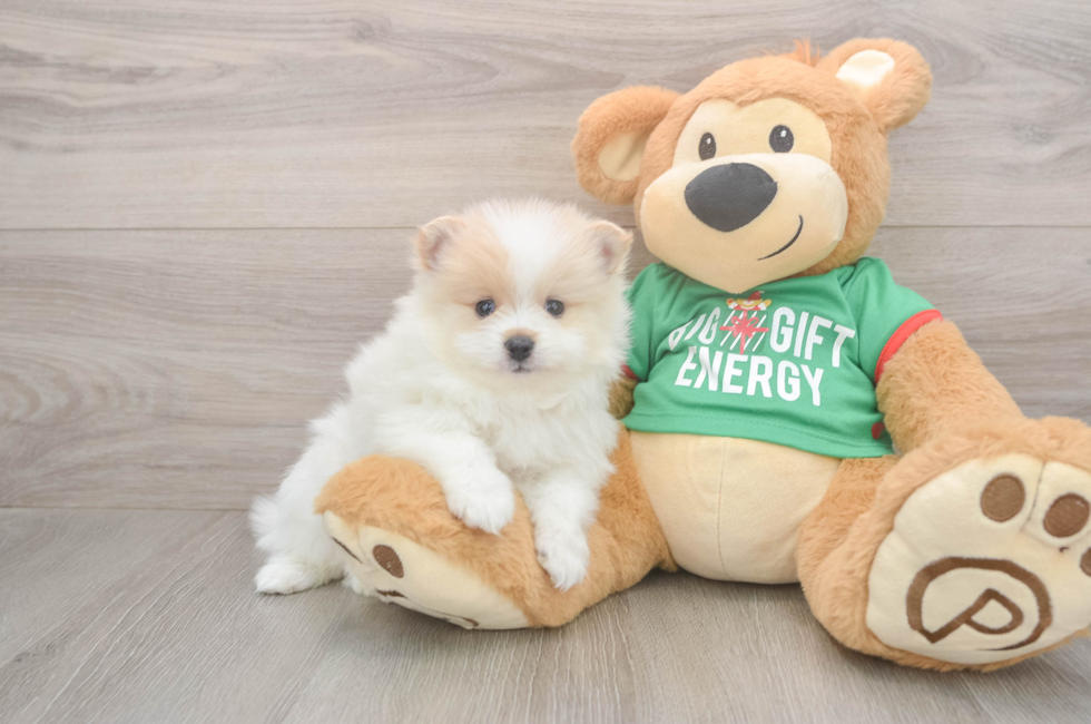 5 week old Pomeranian Puppy For Sale - Seaside Pups