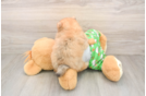 Pomeranian Puppy for Adoption