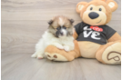 Best Pomeranian Baby