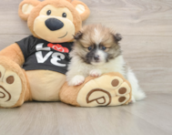 8 week old Pomeranian Puppy For Sale - Seaside Pups