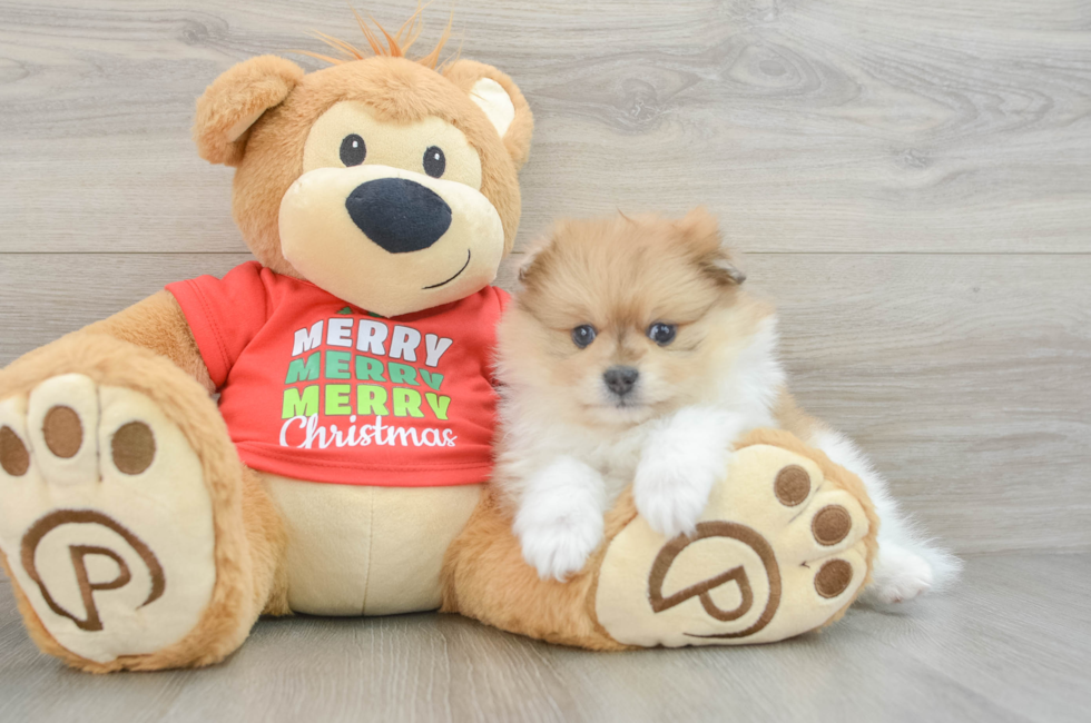 6 week old Pomeranian Puppy For Sale - Seaside Pups