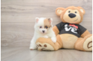 Pomeranian Puppy for Adoption