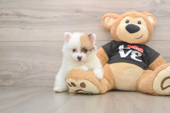 Pomeranian Puppy for Adoption