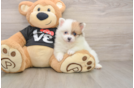 Best Pomeranian Baby