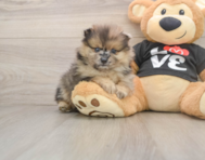 8 week old Pomeranian Puppy For Sale - Seaside Pups