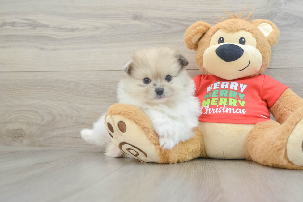 Best Pomeranian Baby