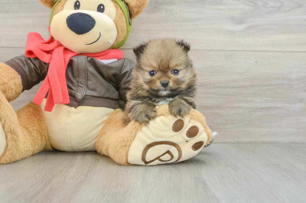 5 week old Pomeranian Puppy For Sale - Seaside Pups