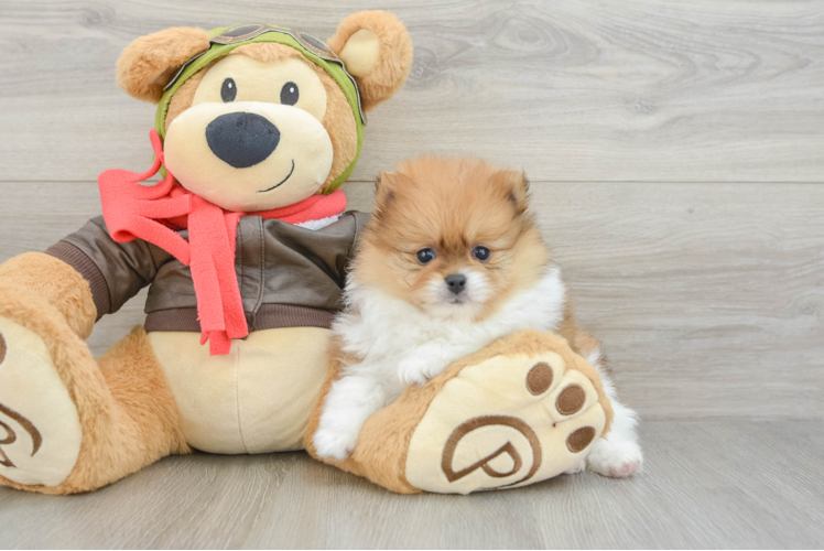 Pomeranian Puppy for Adoption