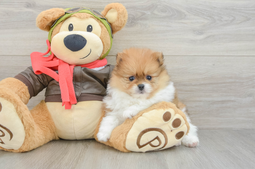 6 week old Pomeranian Puppy For Sale - Seaside Pups