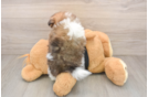 Fluffy Swergspitz Purebred Puppy