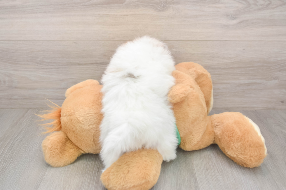 Hypoallergenic Pomeranian Purebred Pup