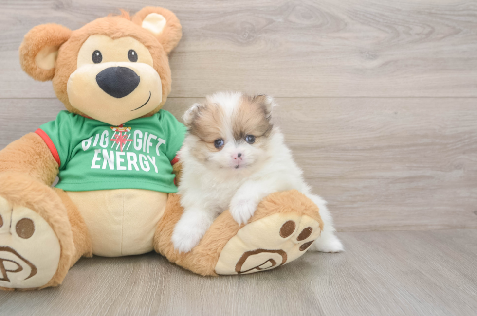 5 week old Pomeranian Puppy For Sale - Seaside Pups
