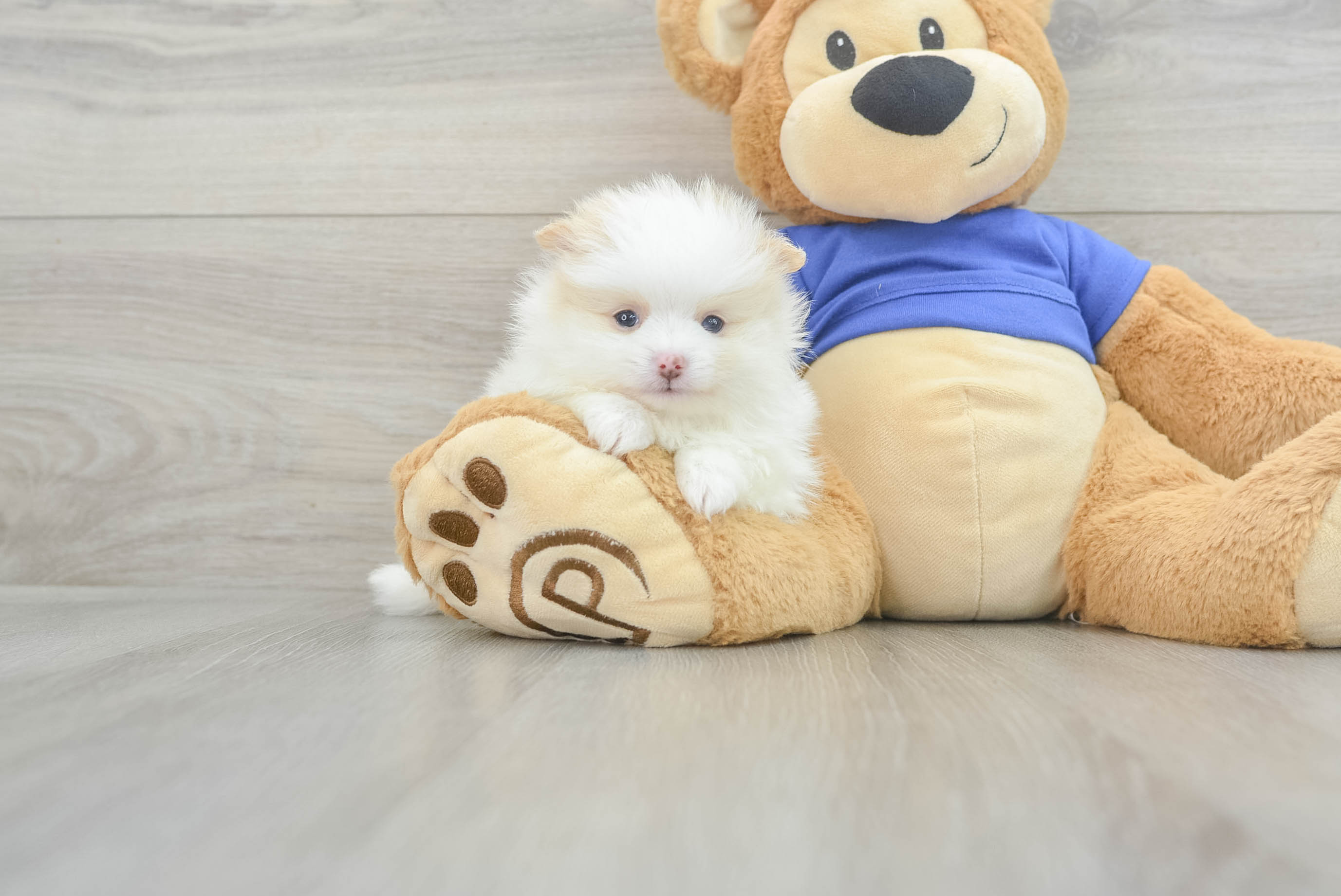 Fluffy Pomeranian Purebred Puppy