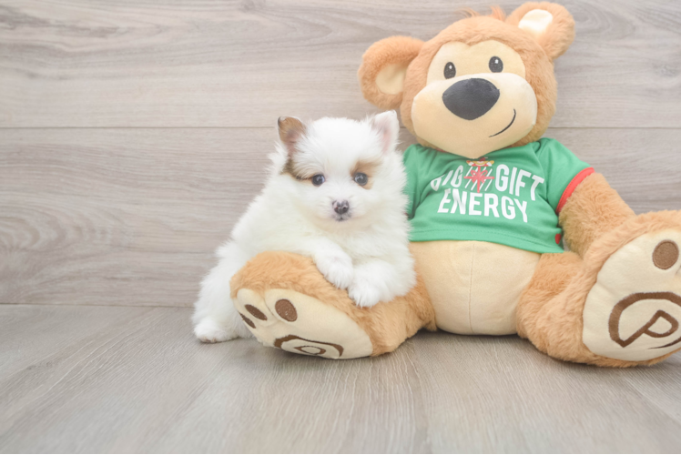 Fluffy Deutscher Spitz Purebred Puppy