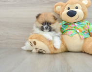 7 week old Pomeranian Puppy For Sale - Seaside Pups