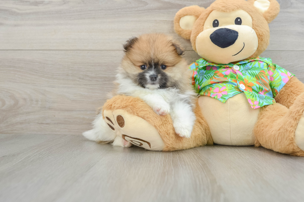 5 week old Pomeranian Puppy For Sale - Seaside Pups