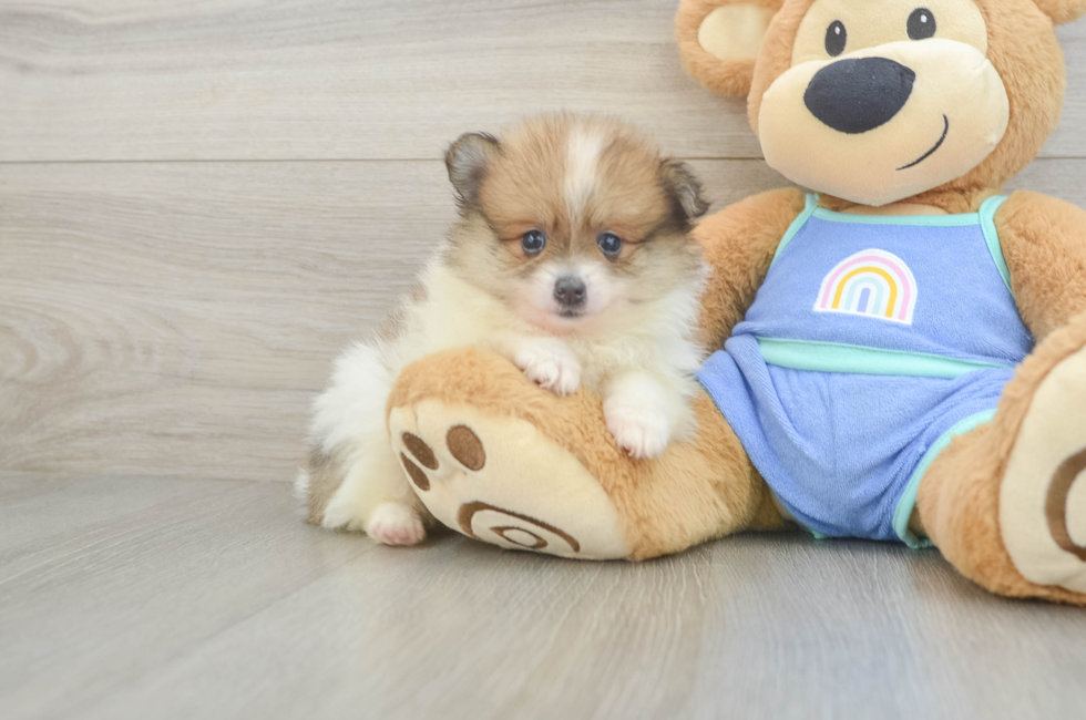 5 week old Pomeranian Puppy For Sale - Seaside Pups