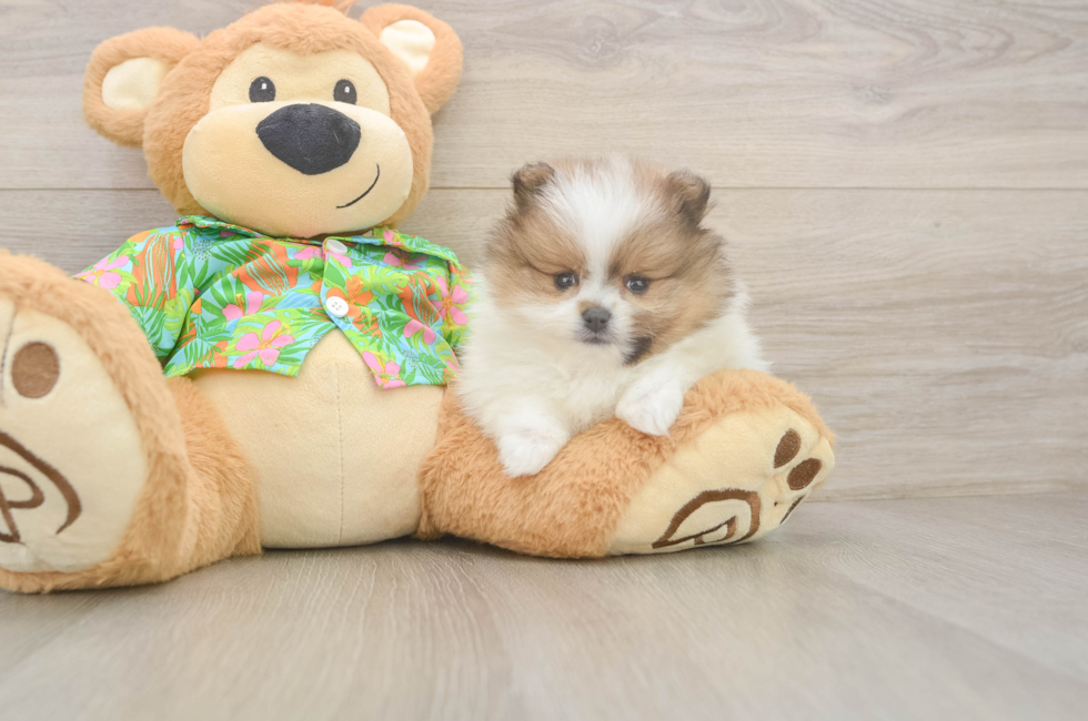 5 week old Pomeranian Puppy For Sale - Seaside Pups