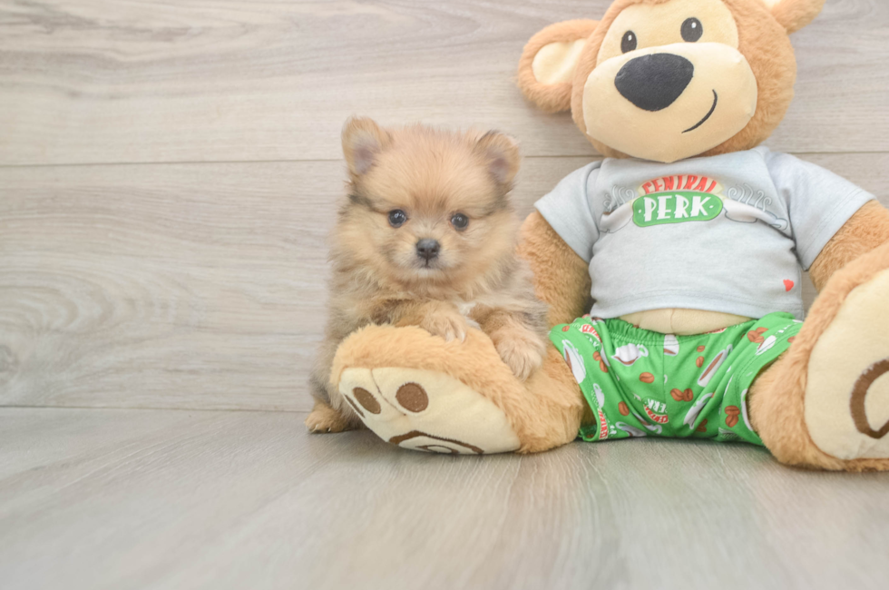 5 week old Pomeranian Puppy For Sale - Seaside Pups