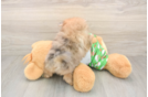 Sweet Pom Purebred Puppy