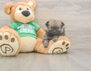 6 week old Pomeranian Puppy For Sale - Seaside Pups