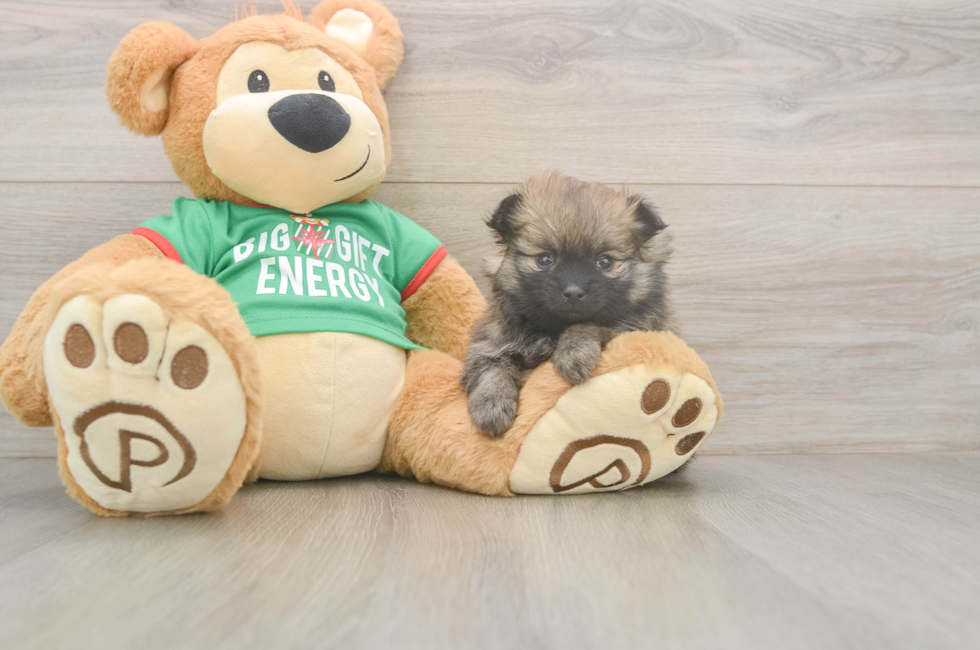 5 week old Pomeranian Puppy For Sale - Seaside Pups