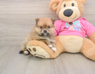 8 week old Pomeranian Puppy For Sale - Seaside Pups