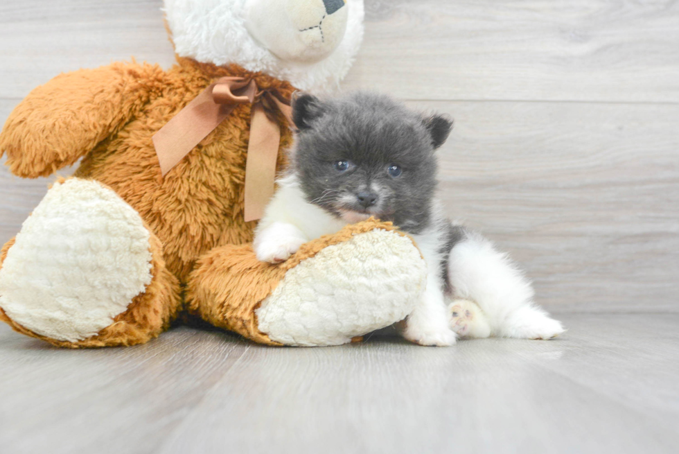 Pomeranian Pup Being Cute