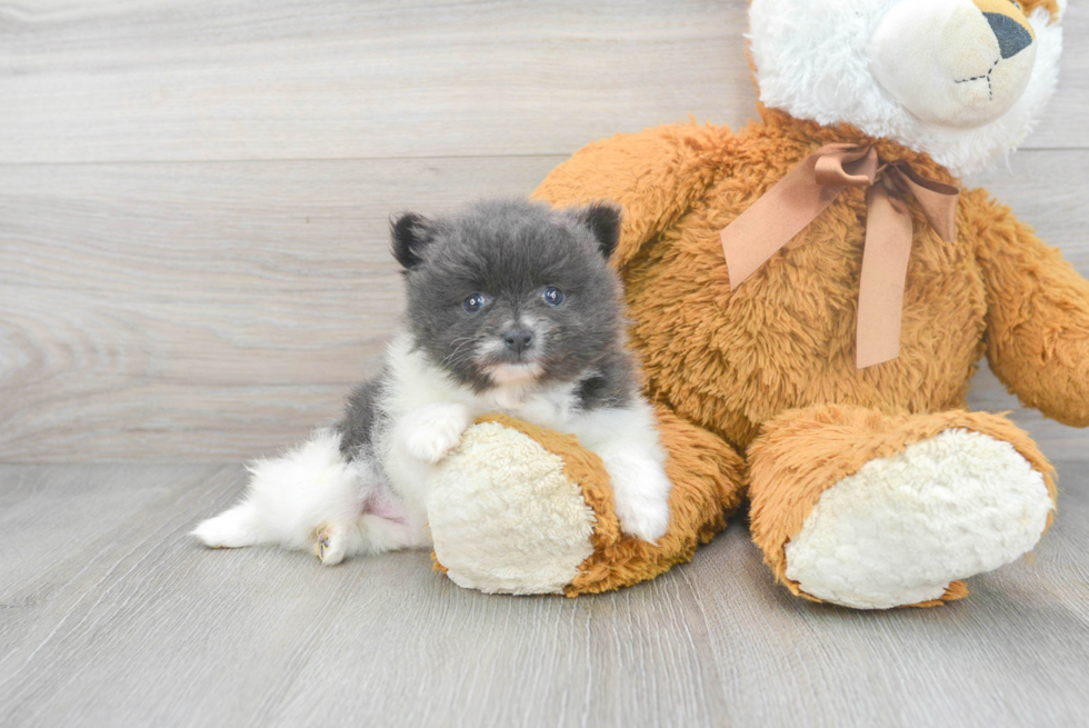 Playful Pomeranian Purebred Pup
