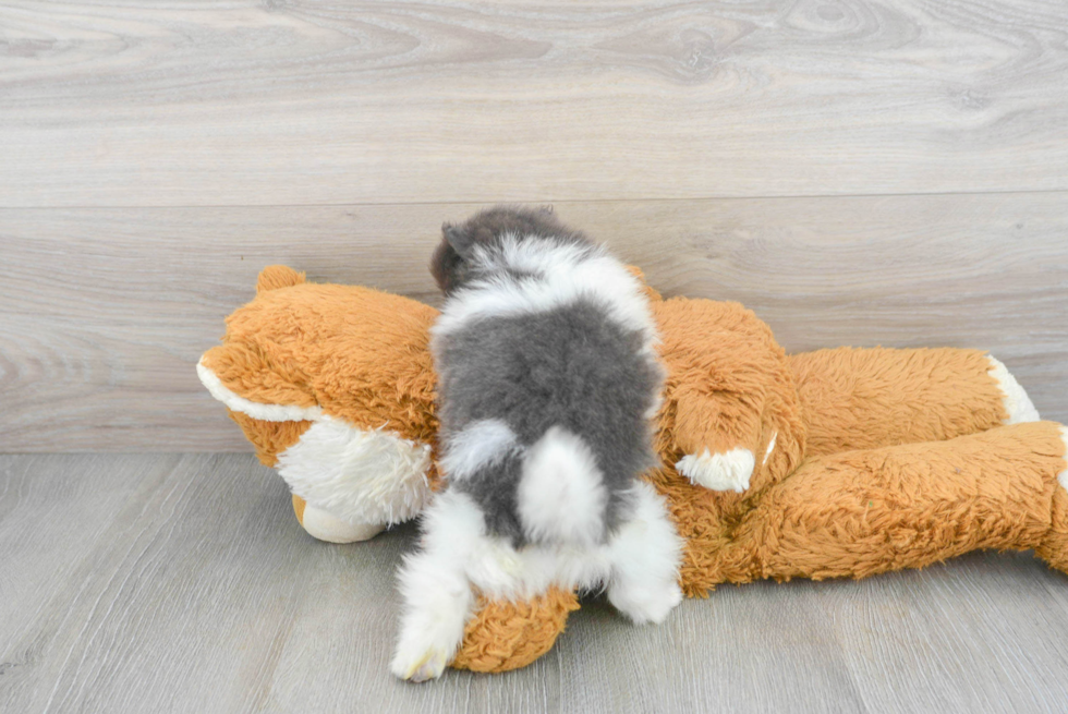 Pomeranian Puppy for Adoption