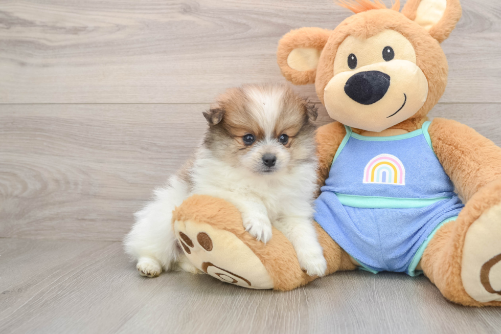 Little Pomeranian Purebred Pup