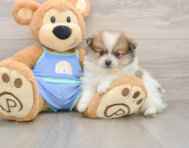 8 week old Pomeranian Puppy For Sale - Seaside Pups