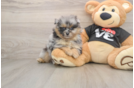 Pomeranian Puppy for Adoption