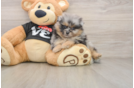 Hypoallergenic Pomeranian Purebred Pup