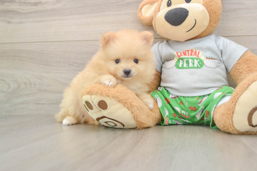 Pomeranian Puppy for Adoption