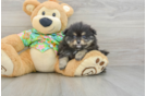 Pomeranian Pup Being Cute