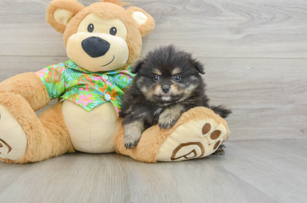 5 week old Pomeranian Puppy For Sale - Seaside Pups