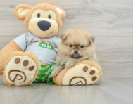 8 week old Pomeranian Puppy For Sale - Seaside Pups