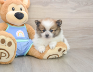 8 week old Pomeranian Puppy For Sale - Seaside Pups