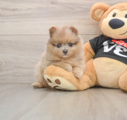 8 week old Pomeranian Puppy For Sale - Seaside Pups