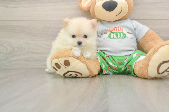 Pomeranian Pup Being Cute