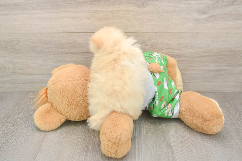 Popular Pomeranian Purebred Pup