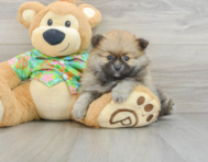 8 week old Pomeranian Puppy For Sale - Seaside Pups