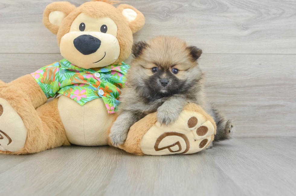 5 week old Pomeranian Puppy For Sale - Seaside Pups