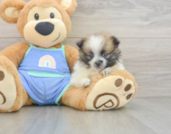 7 week old Pomeranian Puppy For Sale - Seaside Pups